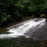 Water rushing over a forested stream's rocky bed.